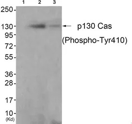 p130Cas (phospho Tyr410) antib