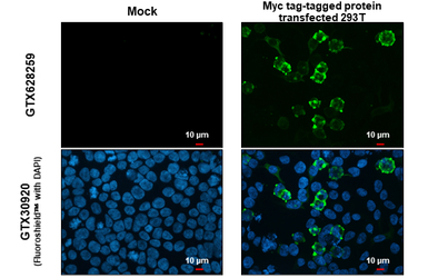Myc tag antibody [GT0002]