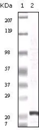 FGF2 antibody [2H5G2C11]