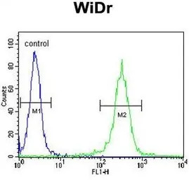 ATP5B antibody, Internal