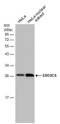 EXOSC5 antibody