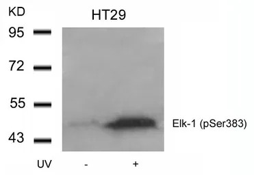 ELK1 (phospho Ser383) antibody