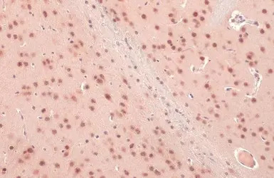 O-GlcNAc transferase antibody