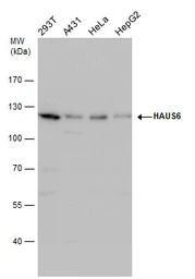 HAUS6 antibody