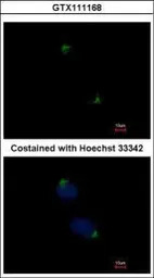 alpha Catenin antibody [N1N3]