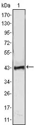 ATP2C1 antibody [4G12]