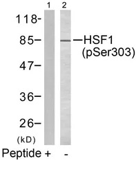 HSF1 (phospho Ser303) antibody