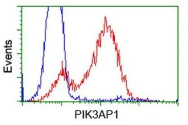 PIK3AP1 antibody [7A11]