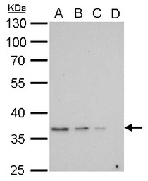 GAPDH antibody [GT239]