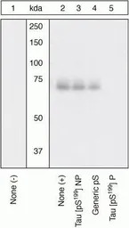 Tau (phospho Ser199) antibody