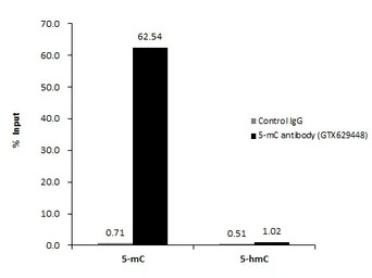 5-Methylcytosine / 5-mC antibo