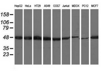 Ribonuclease Inhibitor antibod