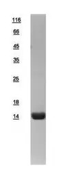 Human Cytochrome C protein, Hi