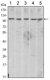 N-Cadherin antibody [5D5]
