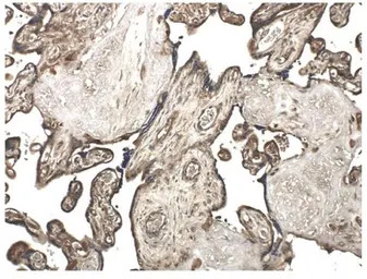 MMP10 antibody [9G10]