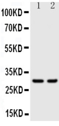 Kallikrein 1 antibody