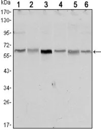 LKB1 antibody [4H12]