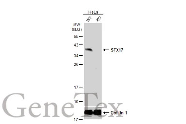 STX17 antibody