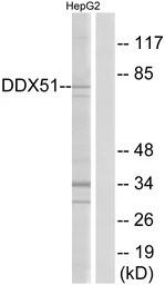 DDX51 antibody