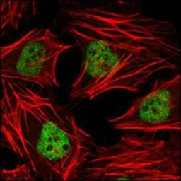 HDAC3 antibody [7G6C5]