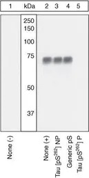 Tau (phospho Ser262) antibody
