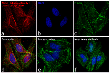 Goat Anti-Mouse IgG antibody (