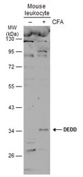 DEDD antibody