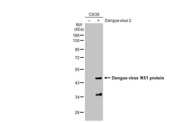 Dengue virus NS1 protein antib