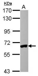 IRF5 antibody [N1C1]