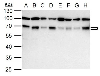 NRF1 antibody