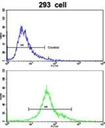 EMILIN1 antibody, N-term