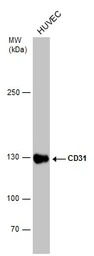 CD31 antibody [N3C2], Internal