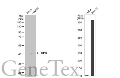 HPD antibody [N1C2]
