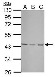 UBXN1 antibody