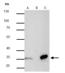 Strep epitope Tag antibody [GT