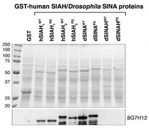 SIAH1/2 antibody [8G7H12]