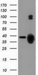 GAS7 antibody [4E6]