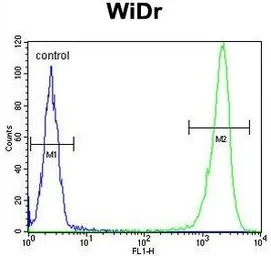 DEK antibody, C-term