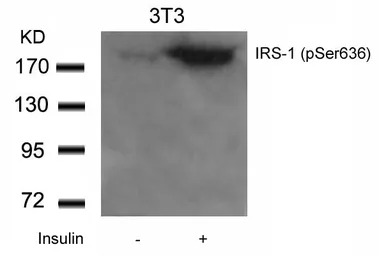 IRS1 (phospho Ser636) antibody