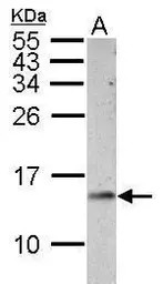Cytochrome C antibody