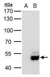 USP3 antibody