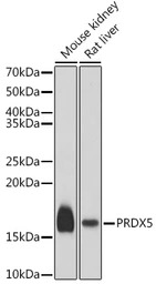 Peroxiredoxin 5 antibody