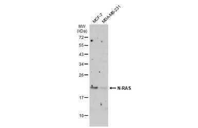 N-RAS antibody