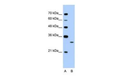 EGFL8 antibody, C-term