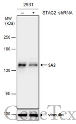 SA2 antibody