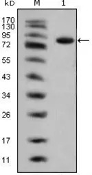 Islet 1 antibody [1B1]