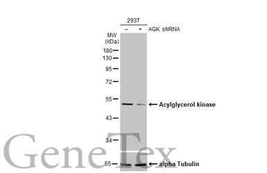 Acylglycerol kinase antibody
