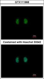 IPPK antibody [N2C2], Internal