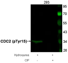 CDC2 (phospho Tyr15) antibody