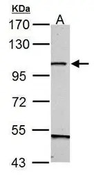 GRASP1 antibody [N1N2], N-term